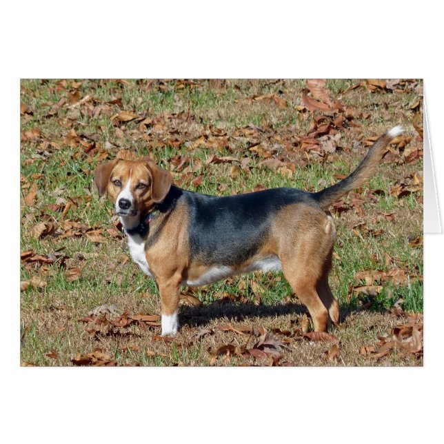 Beagle (Devant horizontal)