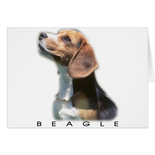 Beagle (Devant horizontal)