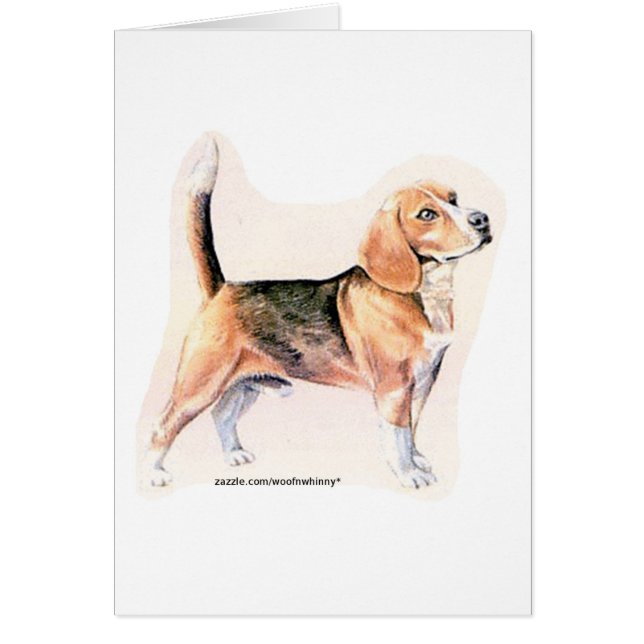 Beagle (Devant)