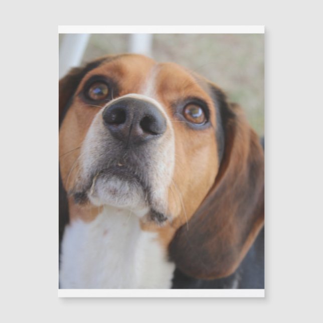 beagle 2.png (Devant)