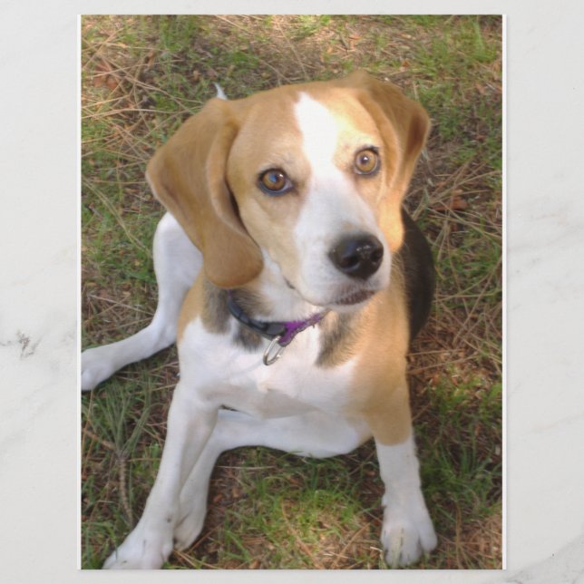 Beagle assis 2 (Devant)