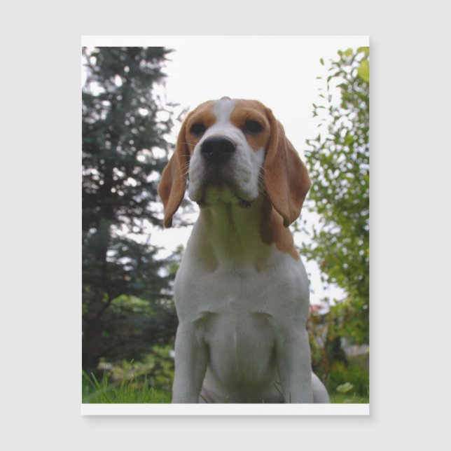 beagle assis.png (Devant)