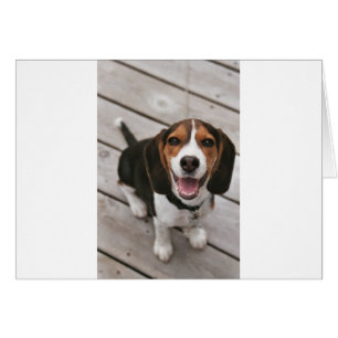 Beagle_chiot assis.png