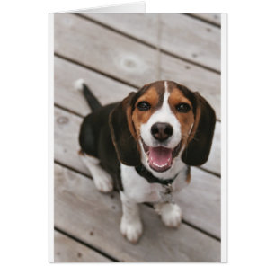 Beagle_chiot assis.png