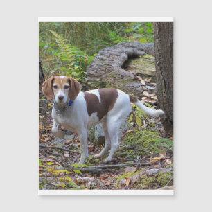 beagle dans les bois.png
