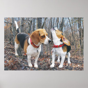 Beagle d'hurlement et ami de beagle en affiche en