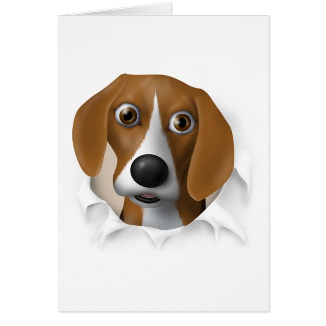 Beagle éclatant (Devant)