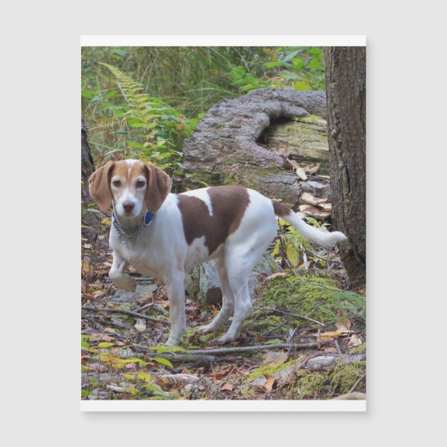 beagle en bois.png (Devant)