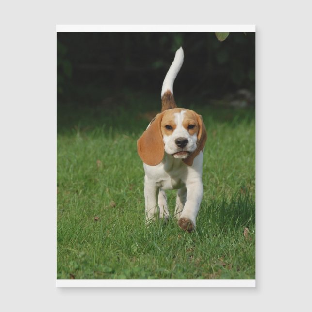 beagle marche.png (Devant)
