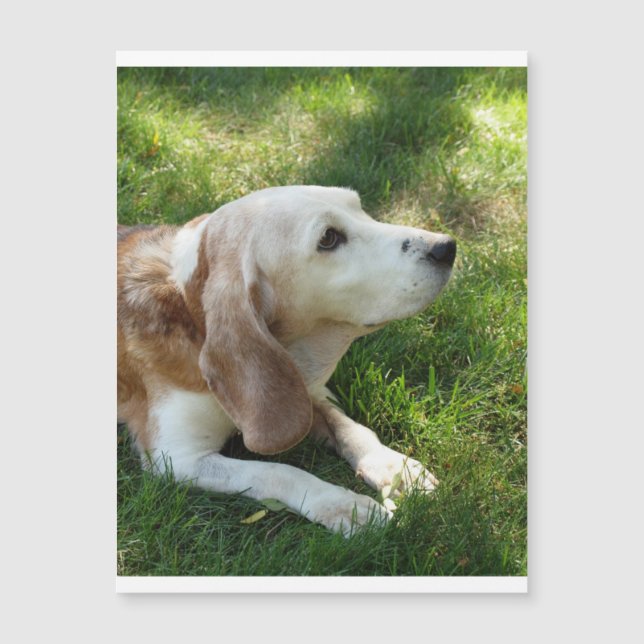 beagle, mise à jour.png (Devant)