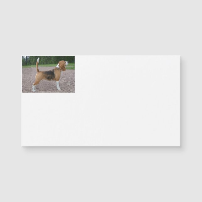 beagle plein 2.png (Devant)