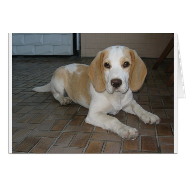 Beagle pose 2.png (Devant horizontal)