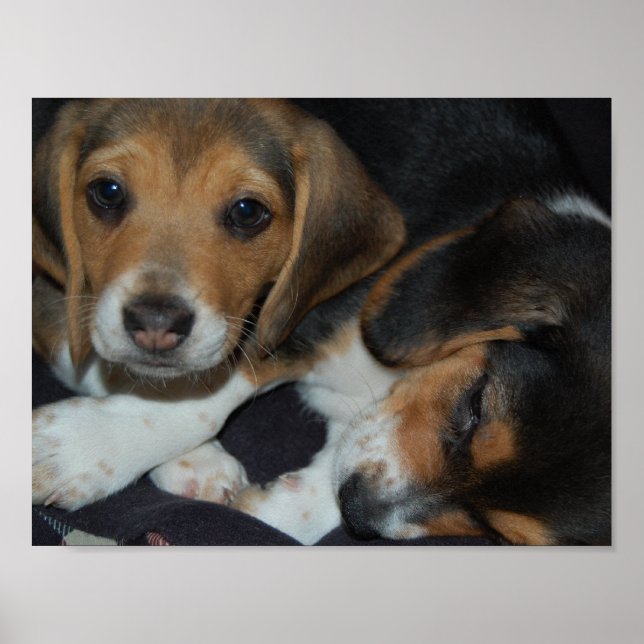 Beagle Puppies Poster (Devant)