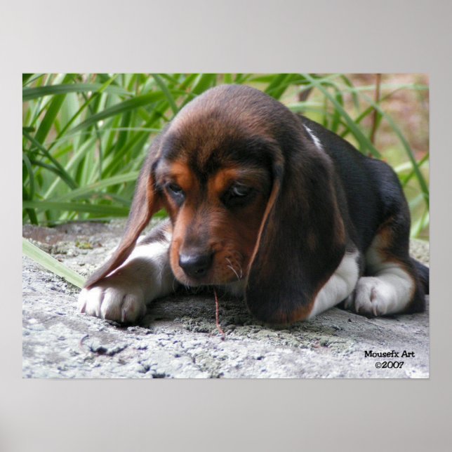 Beagle Puppy Poster (Devant)