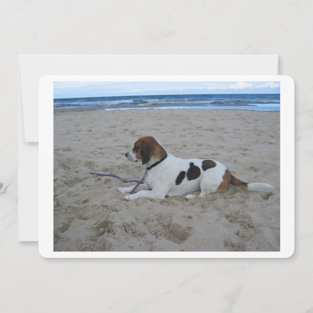 Beagle sur plage.png (Devant)