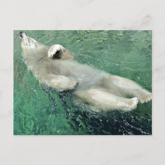 Bear Polar nager sur sa carte postale (Devant)