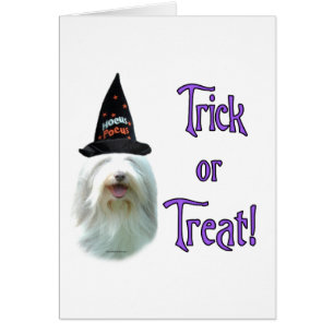 Beared Collie Trick