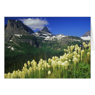 Beargrass au col Logan dans le parc national des G