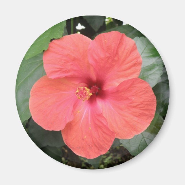 Beau Aimant à fleur d'Hibiscus orange (Devant)