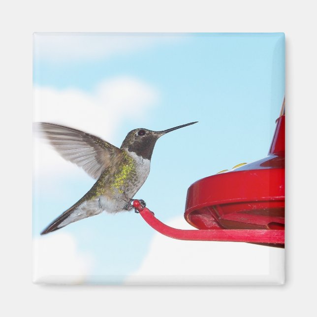 Beau aimant Carré de colibri et d'engraissement (Devant)