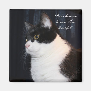 Beau aimant de chat