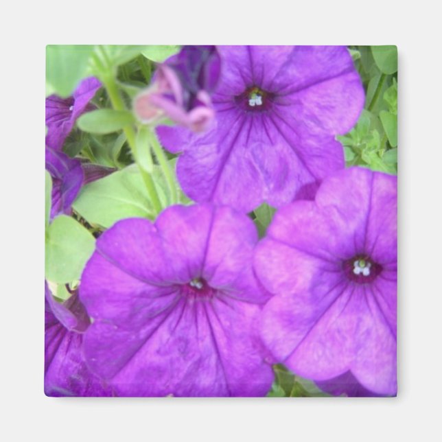 Beau aimant Petunia (Devant)