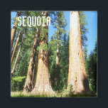 Beau Aimant Sequoia !<br><div class="desc">Beau Aimant Sequoia ! Photo MammaBASIL.</div>