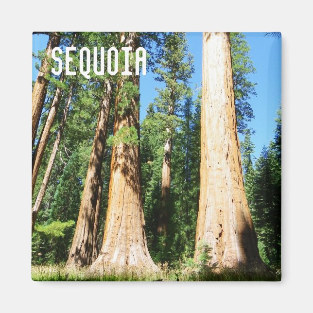 Beau Aimant Sequoia ! (Devant)