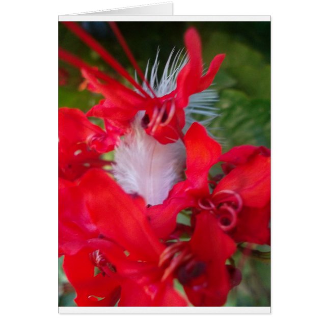 Beau Alien Crimson.jpg (Devant)