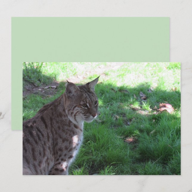 Beau Bobcat - Carte Plat (Devant / Derrière)