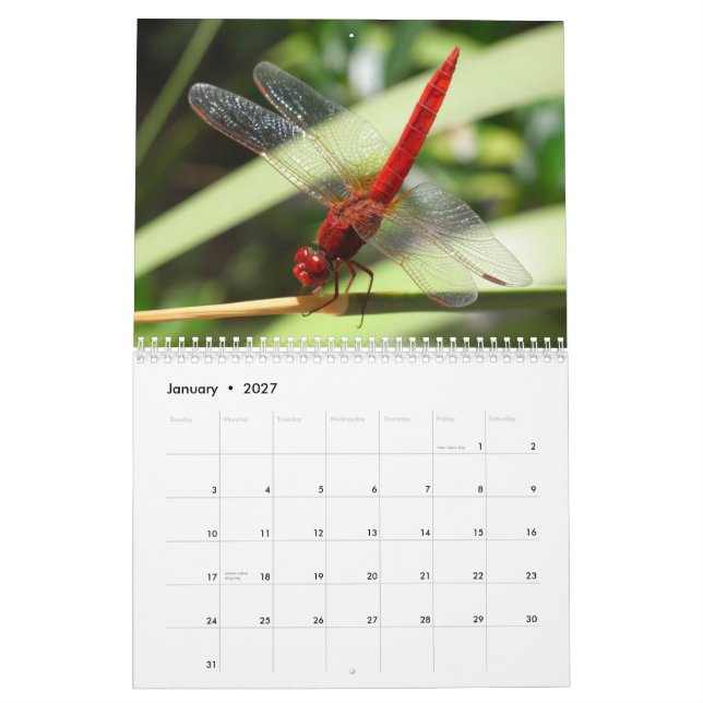 Beau calendrier de libellules (Jan 2027)