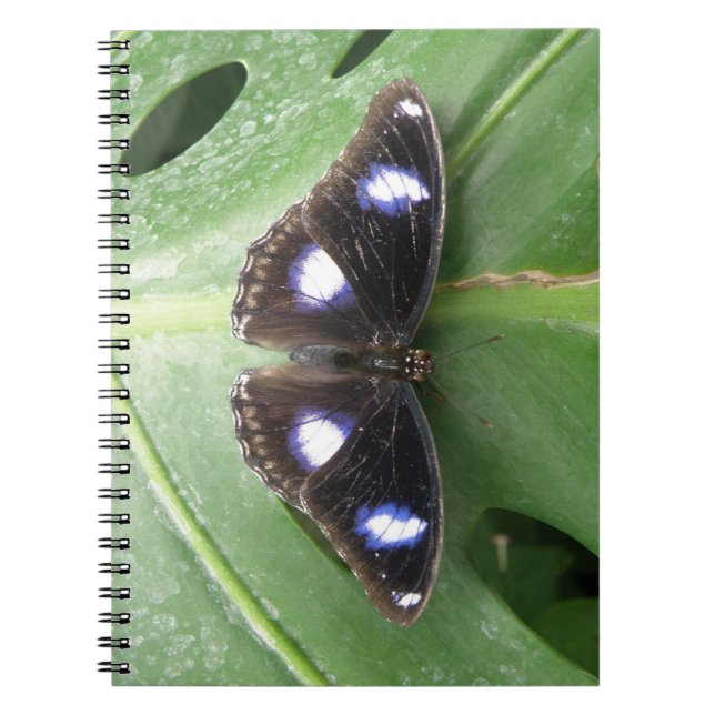 Beau Carnet à papillon bleu tacheté (Devant)