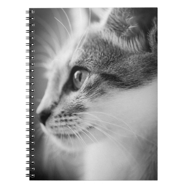 Beau carnet de chaton (Devant)