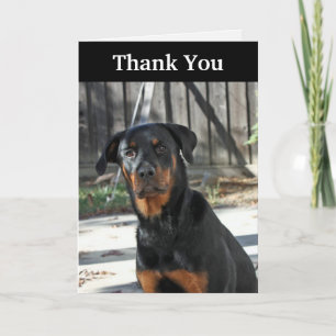Beau carte de remerciements de rottweiler