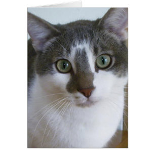 Beau chat gris et blanc