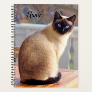 Beau chat siamois avec yeux bleus