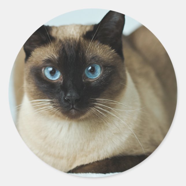 Beau chat siamois Photo Classic Sticker rond (Devant)