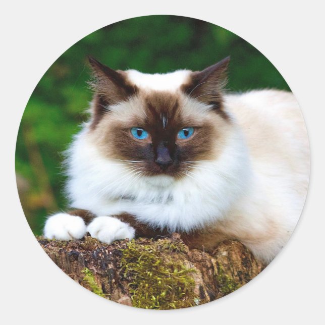 Beau chat siamois Photo Classic Sticker rond (Devant)