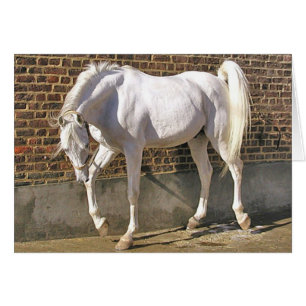 Beau cheval Arabe blanc
