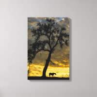 Beau Cheval de Toile et Chêne Arbre avec lever du