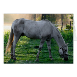 Beau Cheval Graze Extraordinaire