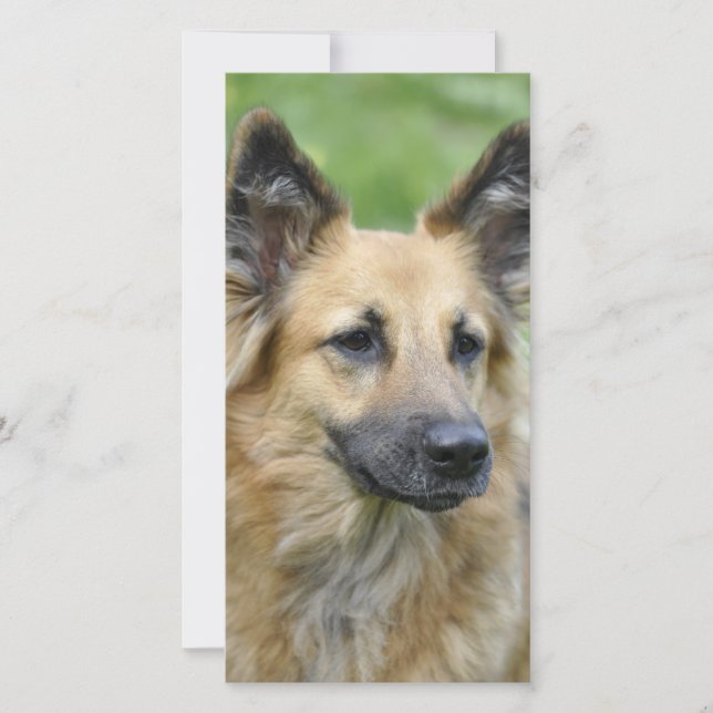 Beau chien (Devant)