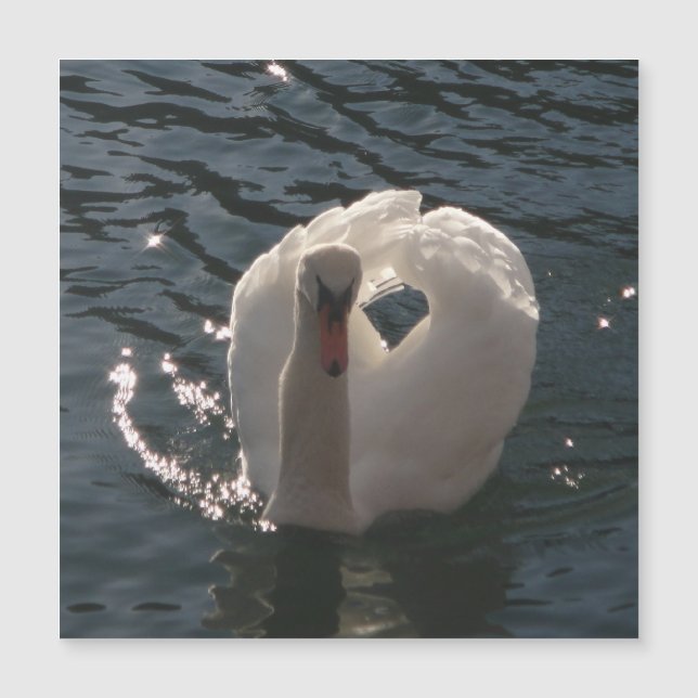 Beau cygne blanc (Devant)