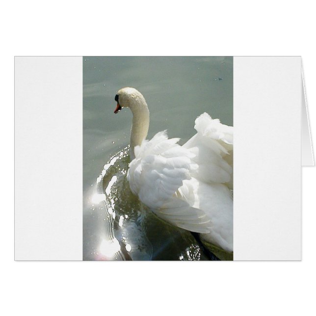 Beau cygne blanc (Devant horizontal)