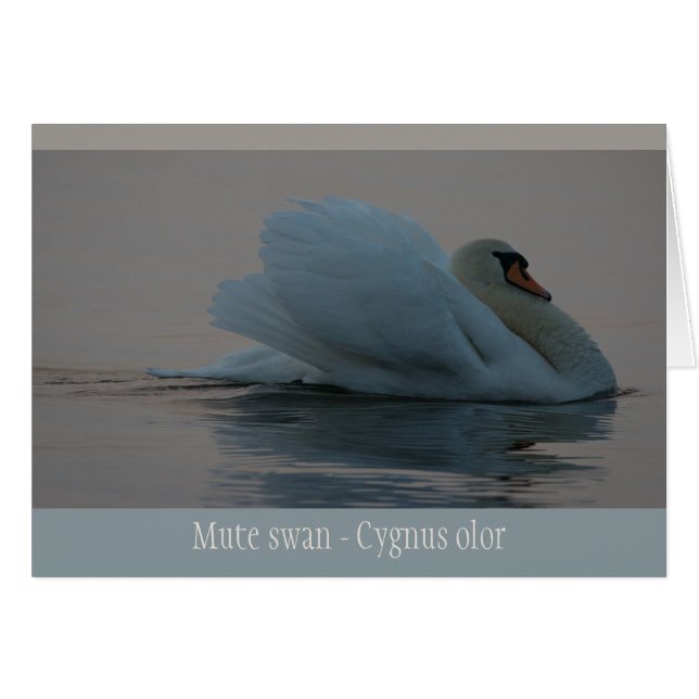 Beau cygne dans la lumière du soir CC0756 (Devant horizontal)