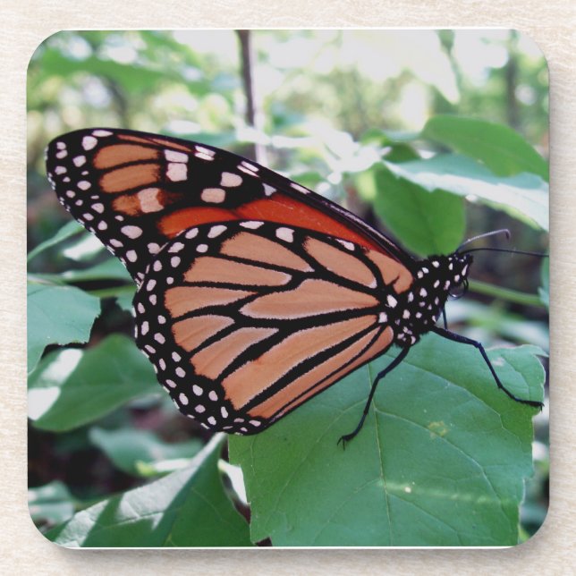 Beau ensemble de Dessous de verre Monarch Butterfl (Devant)
