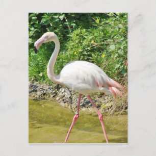 Beau Flamant rose Grand - Carte postale