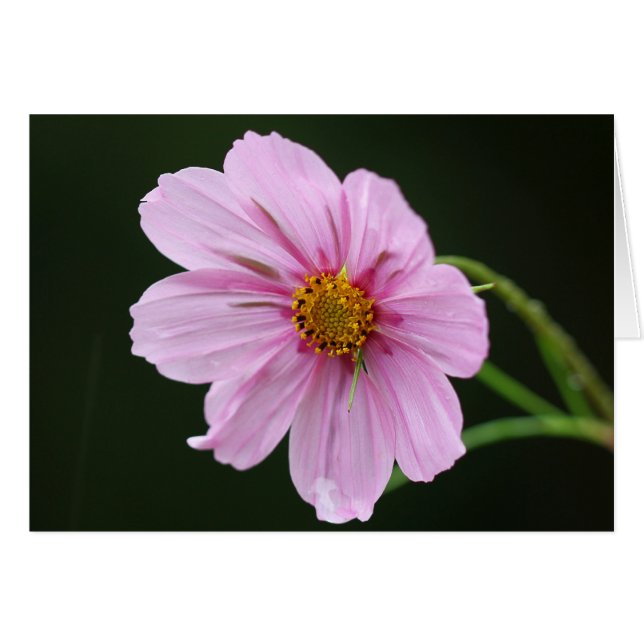 Beau Fleur sauvage Cosmos Rose (Devant Horizontal)