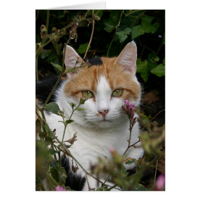beau gingembre chat noir et blanc dans le jardin (Devant)