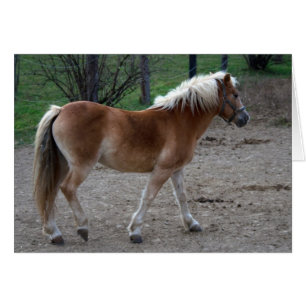 Beau Haflinger